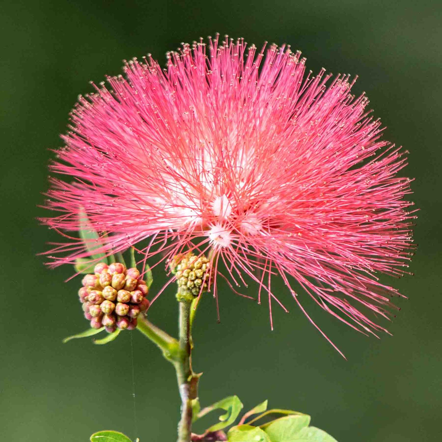 Bobinsana Flower used in Rapé (Hapé) Snuff from Shamanic Supply
