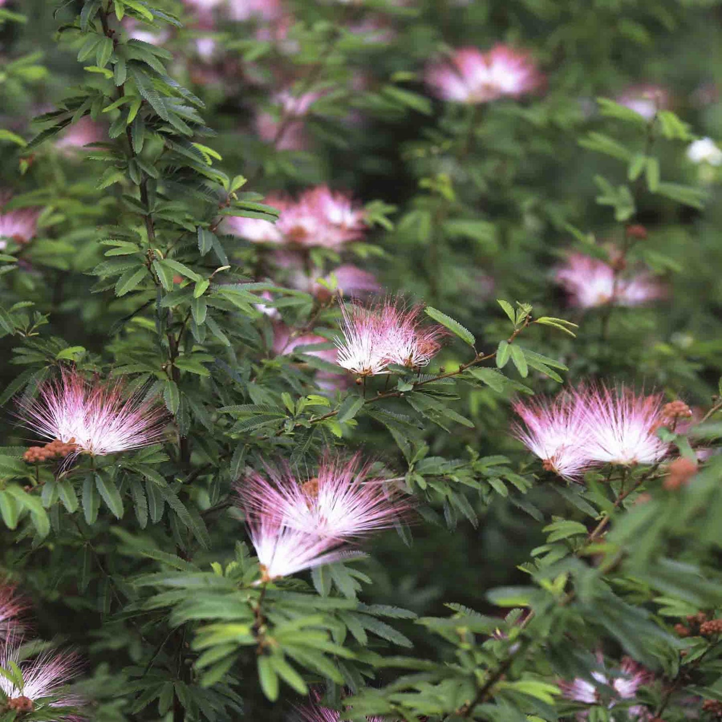 Bobinsana Flowers used in Rapé (Hapé) Snuff from Shamanic Supply