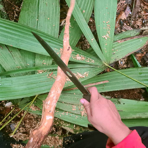 Sananga Root (Tabernaemontana sananho) in the Jungle with Human Hand