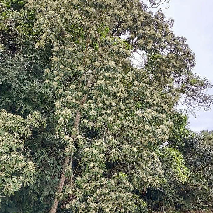 Limpeza Astral Rapé
