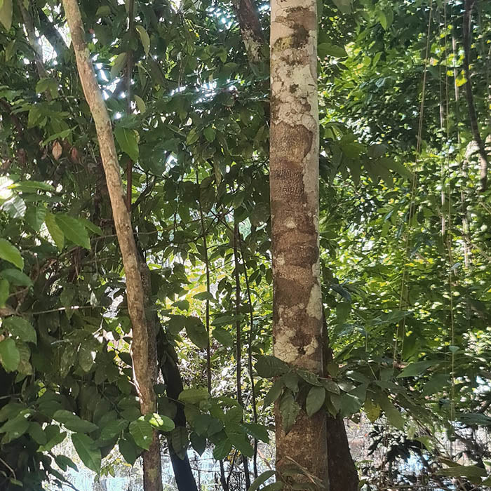 Limpeza Astral Rapé