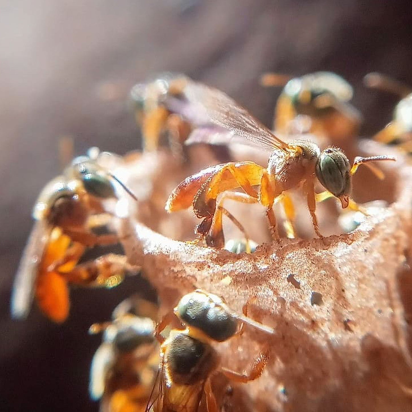 Wild Propolis Rapé