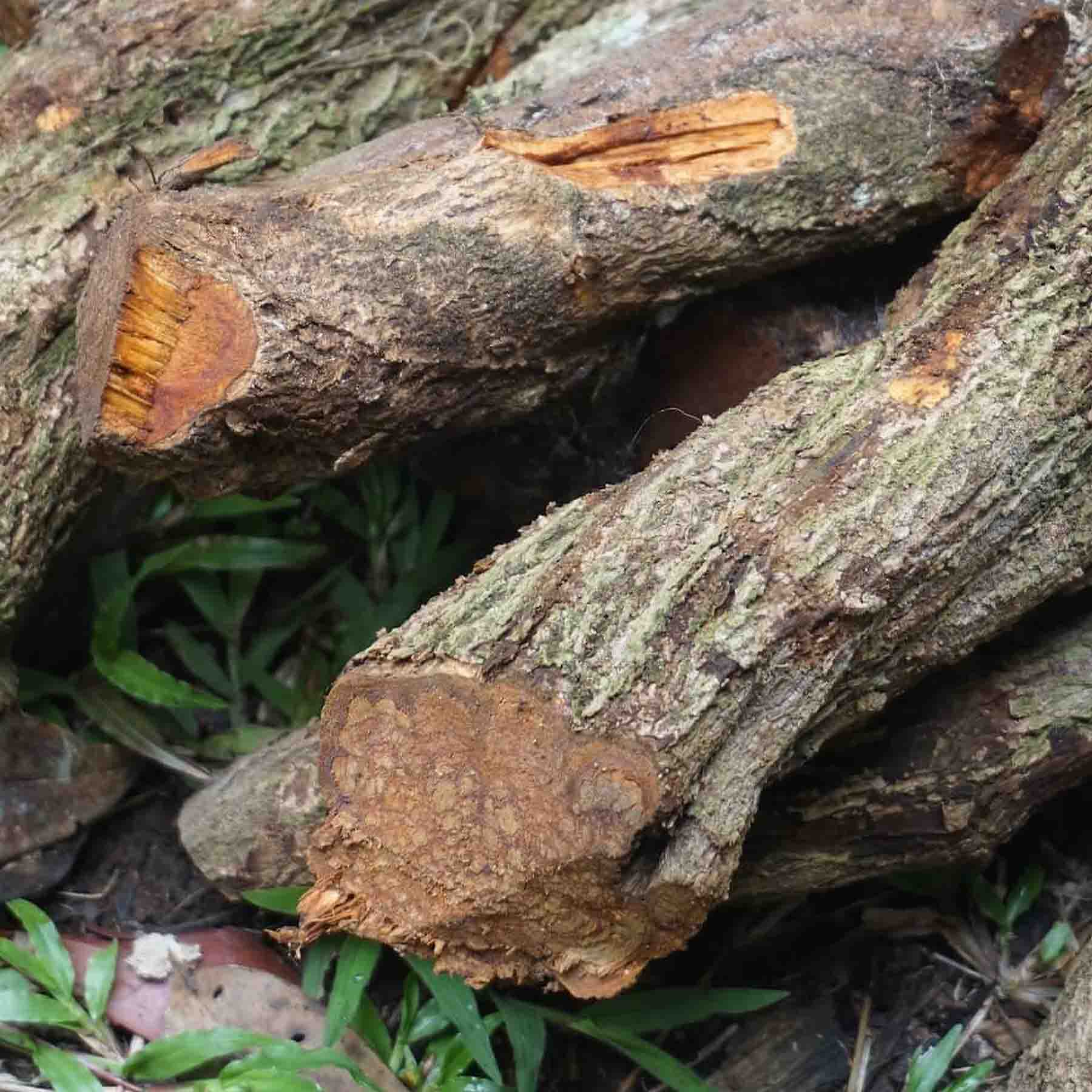 Ayawaska (Ayahuasca) Cut Vines on Jungle Floor (Banisteriopsis caapi)