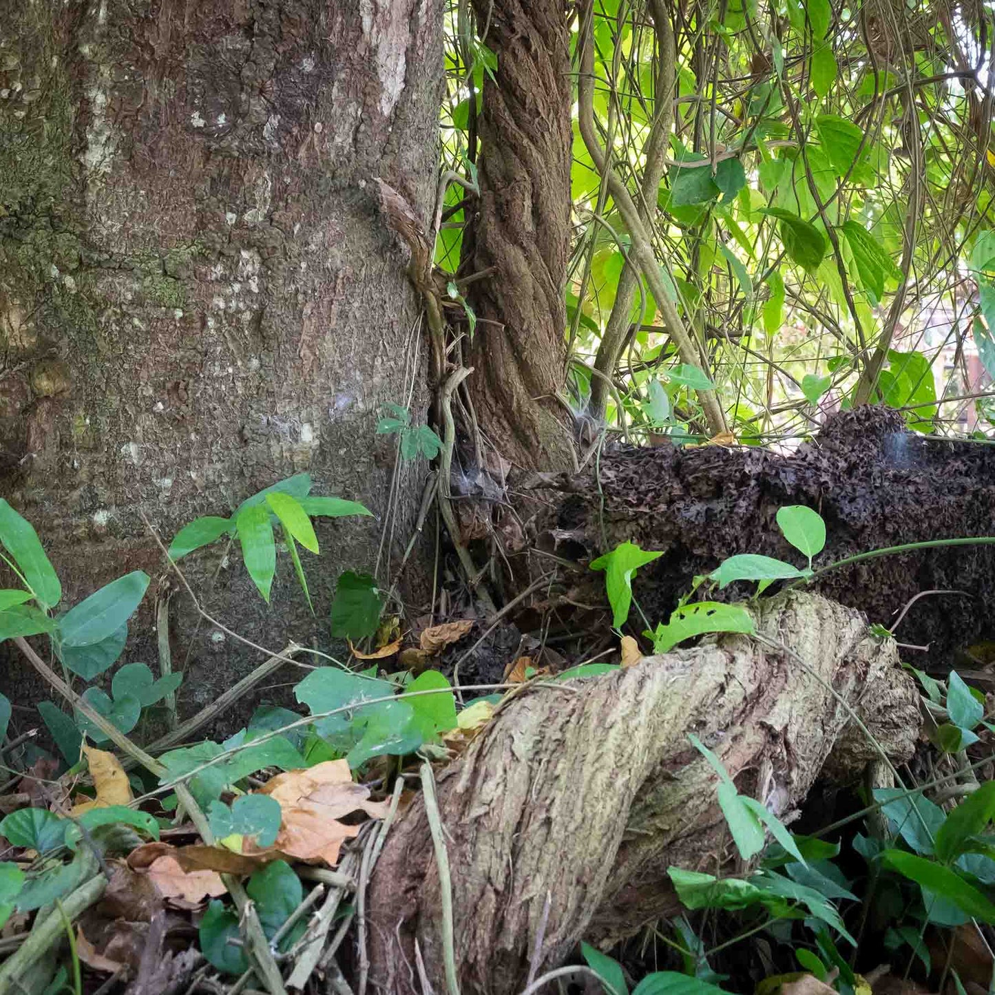 Ayawaska (Ayahuasca) Ranken an Bäumen und Dschungelboden (Banisteriopsis caapi)