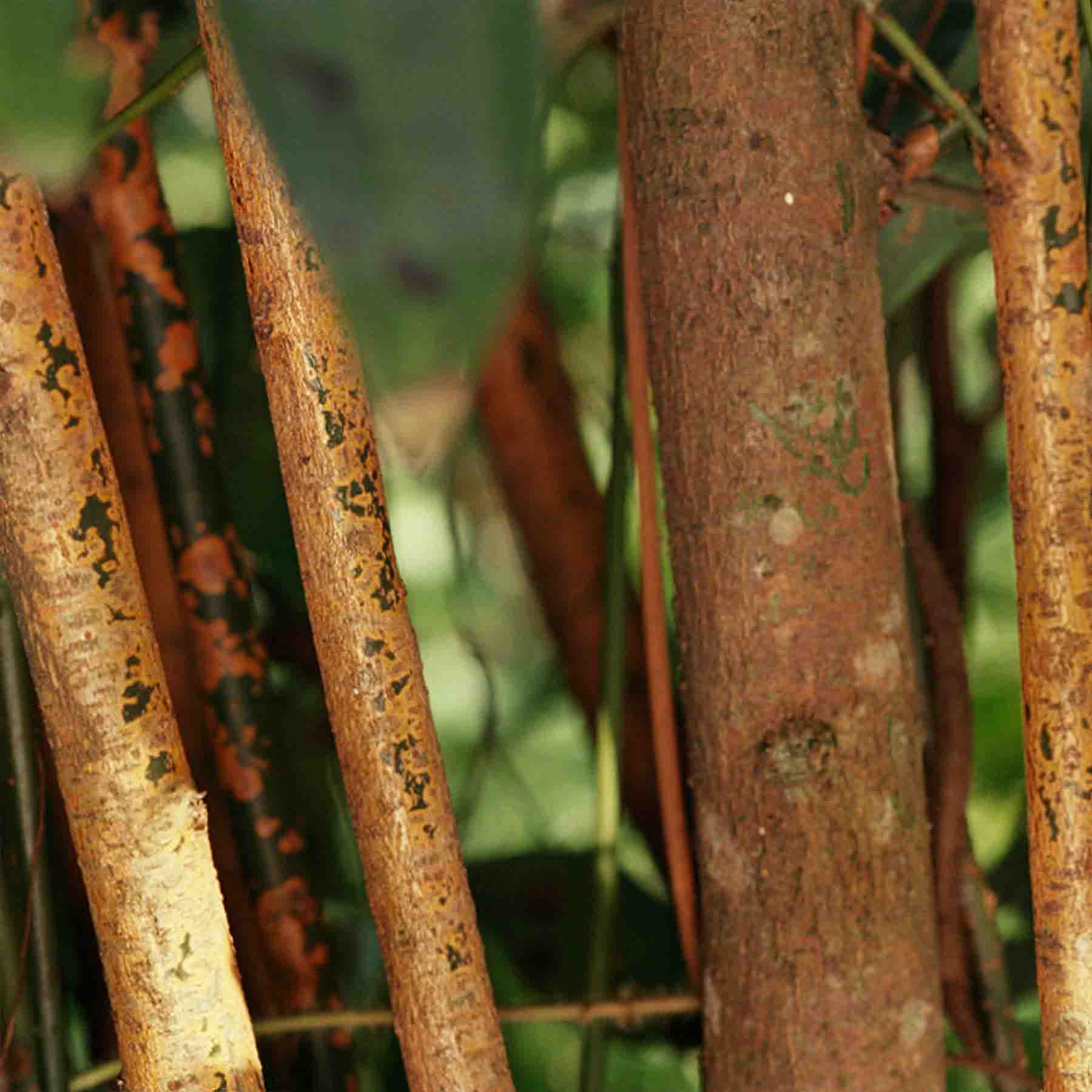 Cinnamon (Cinnamomum) for making Yawanawa Forca Feminina Rapeh Hape Snuff