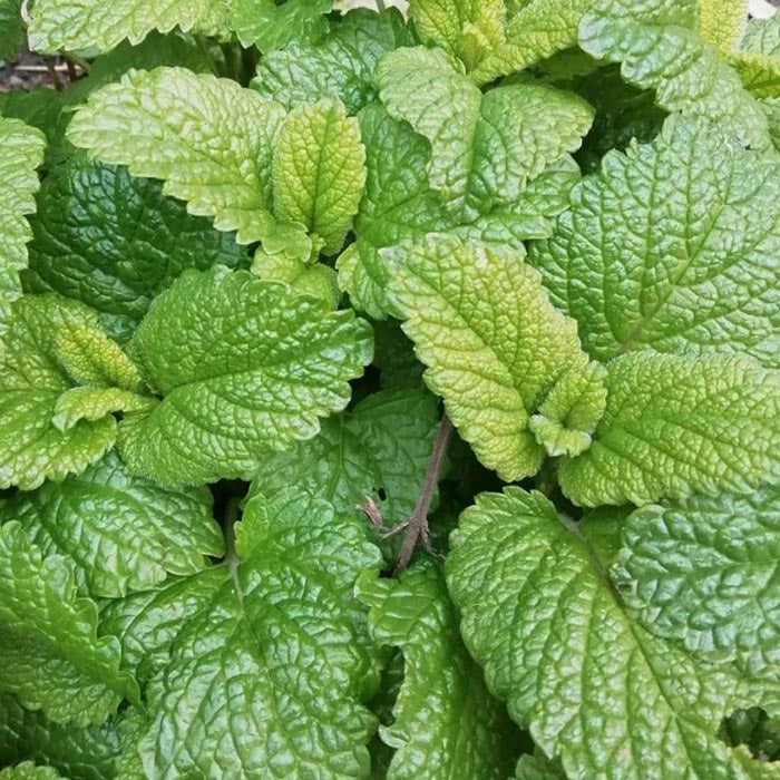 Lemon Balm herb for making Katukina Six Herbs Hape Snuff