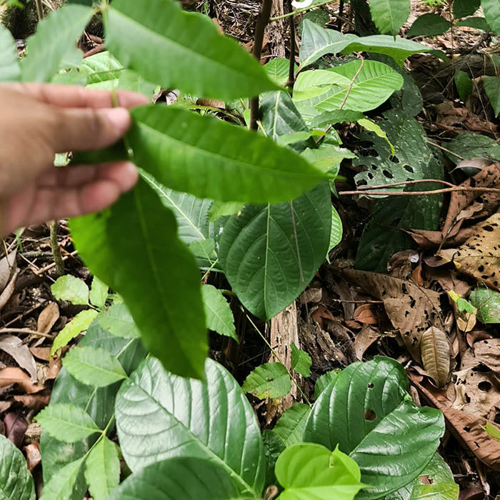 Sananga Plant (Tabernaemontana sananho) in the Jungle with Human Hand