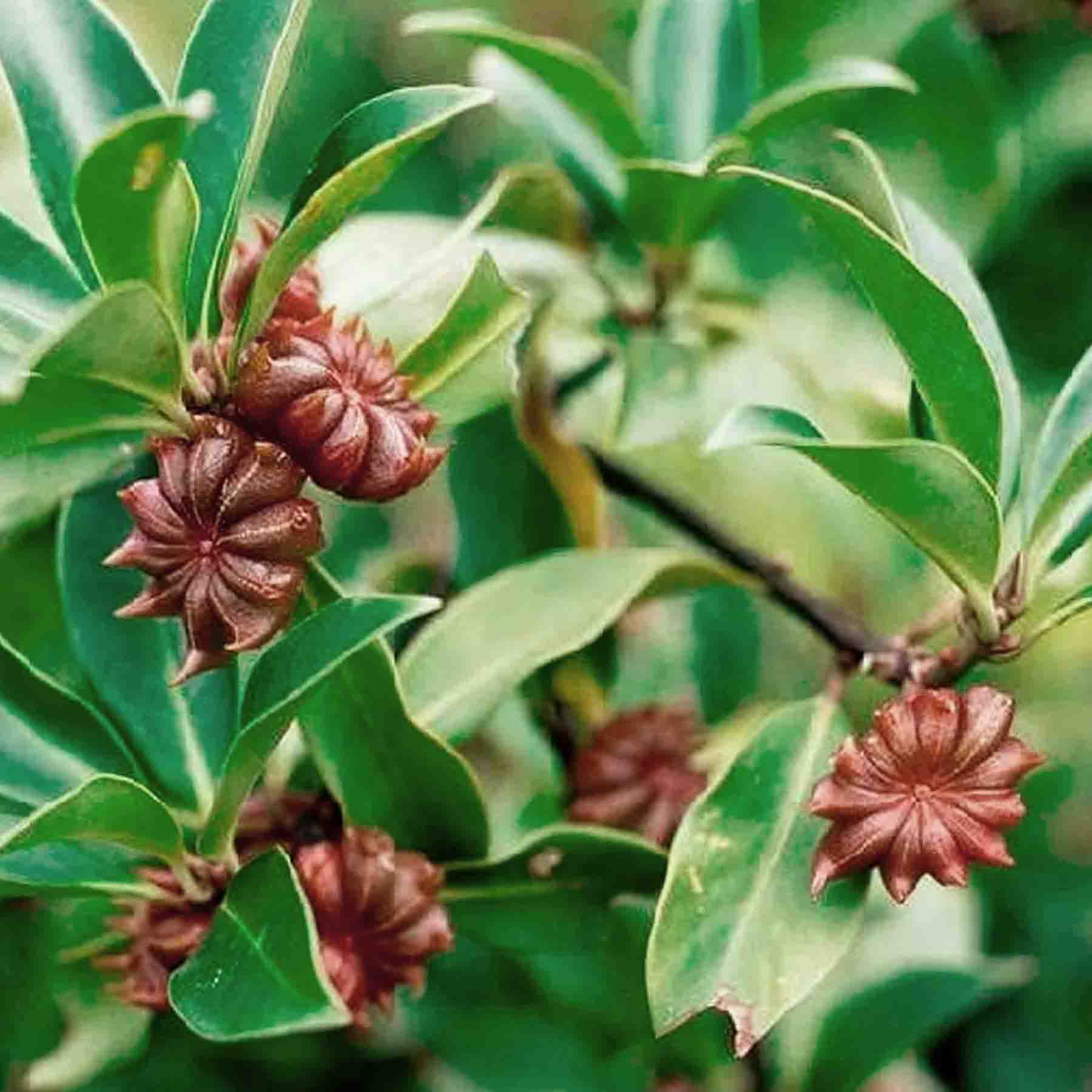Star Anise (Illicium verum) for making Katukina Six Herbs Hape Snuff