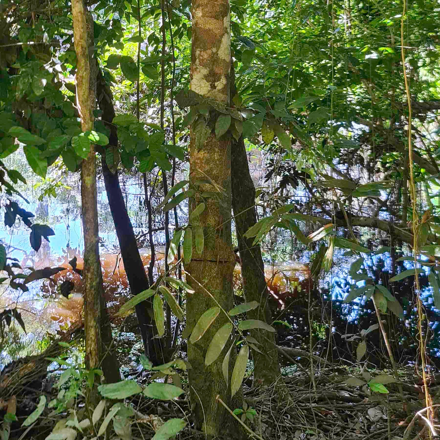 Tsunu (Tsono) Tree Bottom Part Amazon Jungle