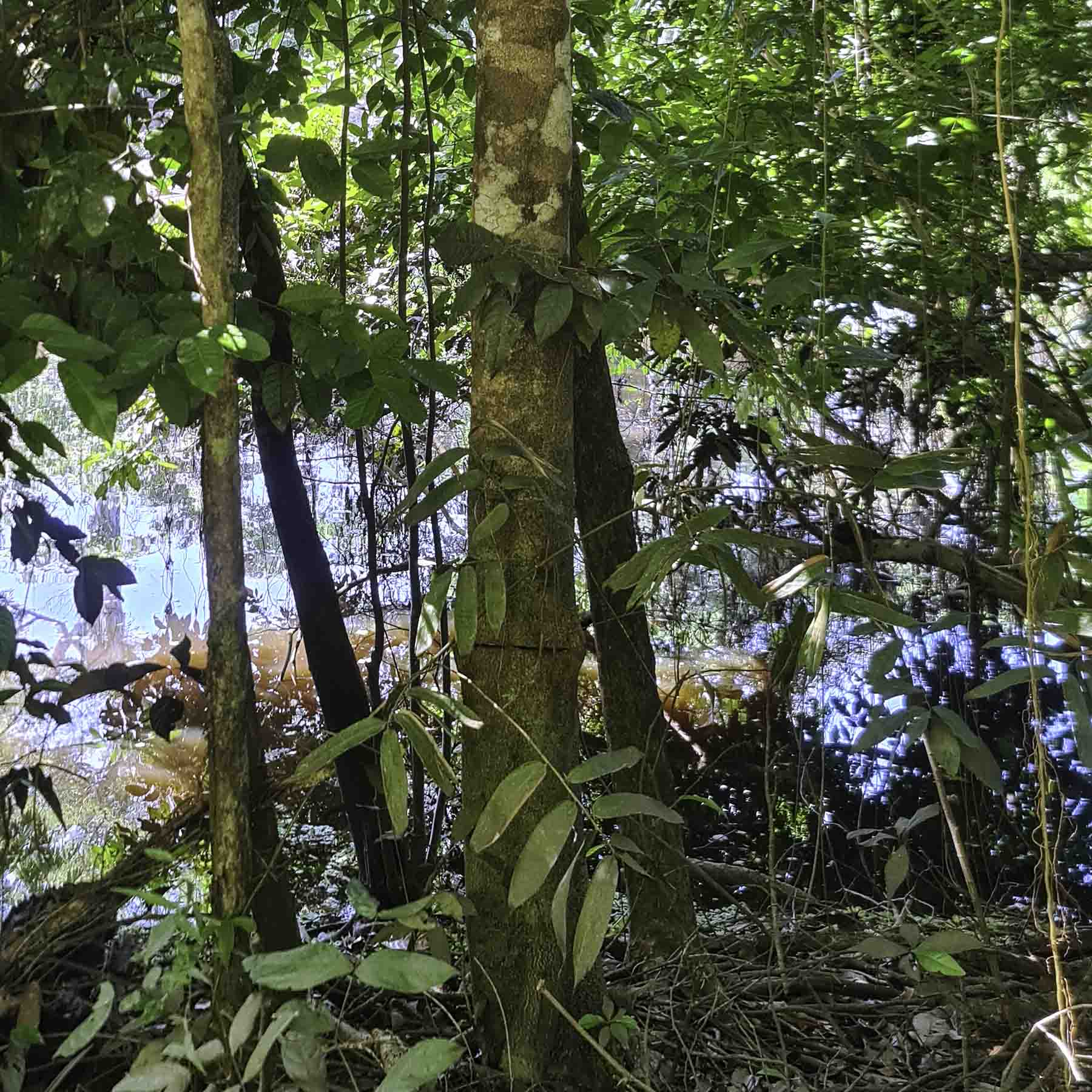Tsunu (Tsono) Tree Bottom Part Amazon Jungle