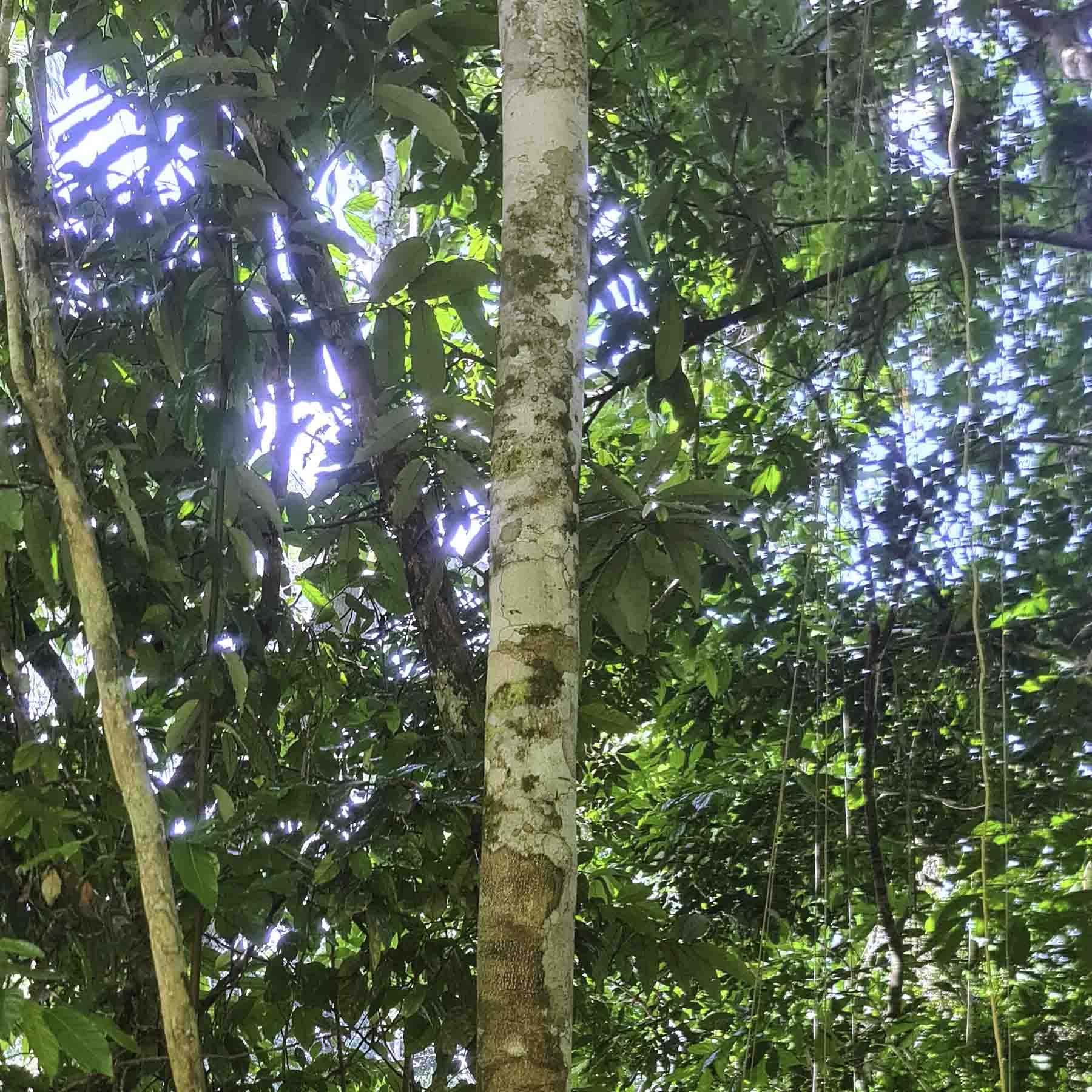 Tsunu (Tsono) Tree Top Part Amazon Jungle