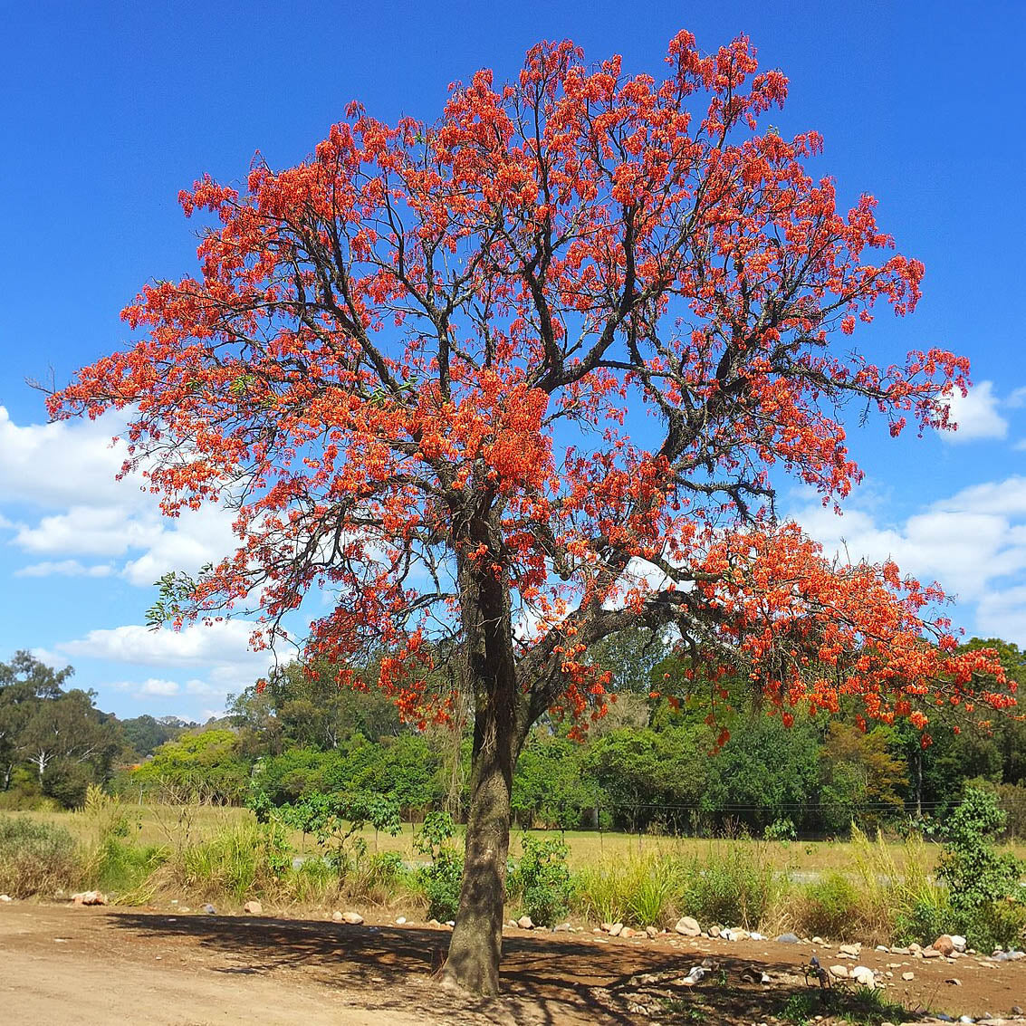 Erythrina mulungu (Coral Tree) in full flower against blue sky — botanical source of Yawanawa Mulungu rapé