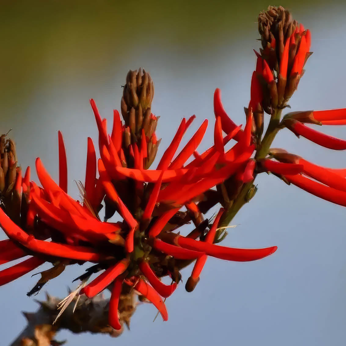 Erythrina mulungu (Coral Tree) vivid red flowers, botanical source of Yawanawa Mulungu rapé