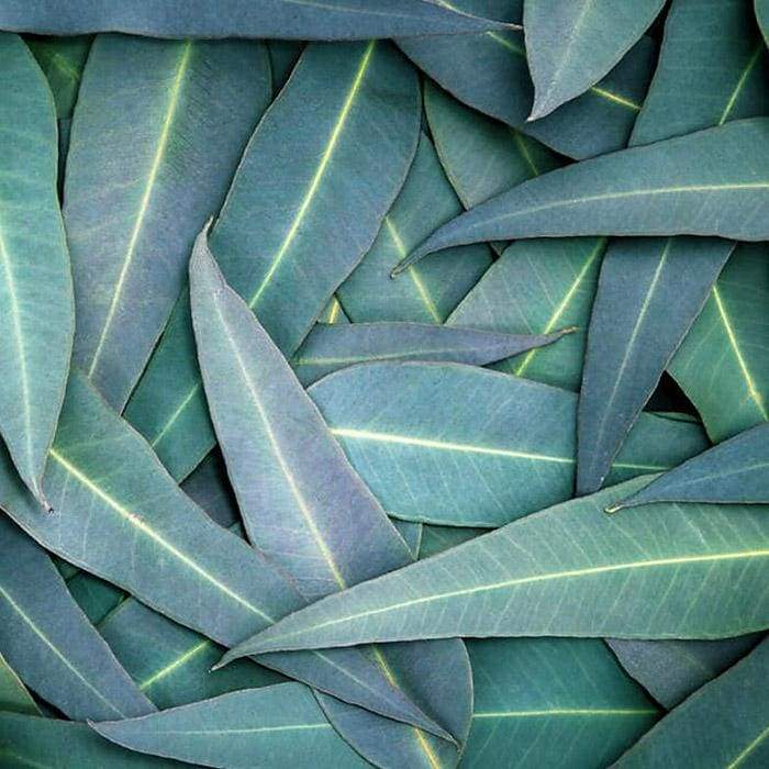 Herbs for for making Katukina Six Herbs Hape Snuff