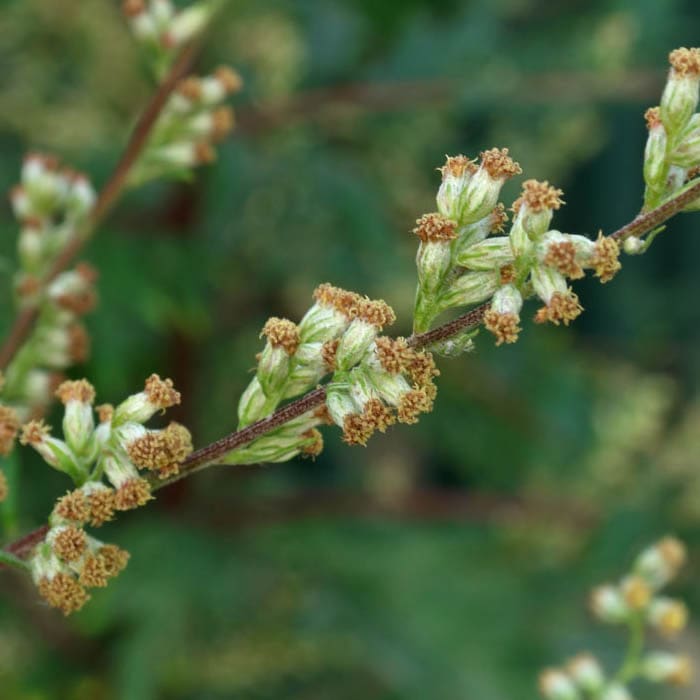 Katukina • Artemisia Rapeh | Healing | Sacred Medicine | United States / 4