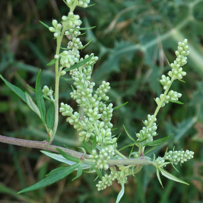 Katukina • Artemisia Rapeh | Healing | Sacred Medicine | United States / 3