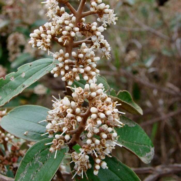 Katukina • Canela de Velho Rapeh | Healing | Sacred Medicine | United States / 2