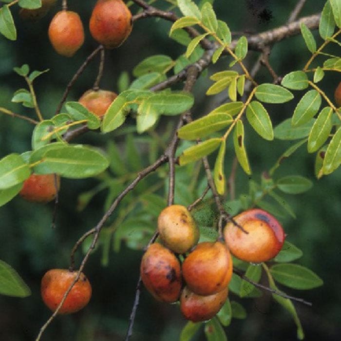 Katukina • Copaiba Rapeh | Healing | Sacred Medicine | United States / 4