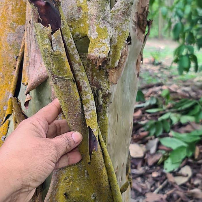 Mulateiro Tree Bark, Acre Brazil 