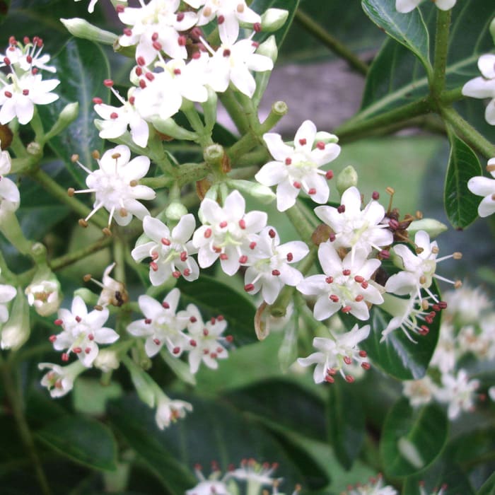 Mulateiro Tree Flowers, Acre Brazil 