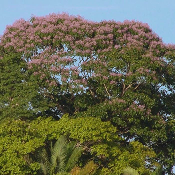 Kaxinawa • Queen of the Forest Rapeh | Spiritual | Sacred Medicine | United States / 3