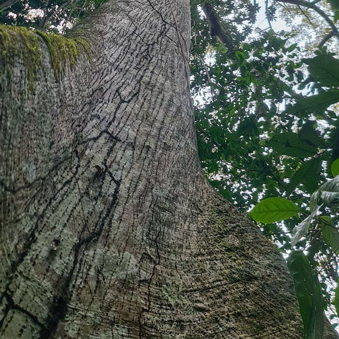 Kuntanawa • Samaúma Root Rapeh | Spiritual | Sacred Medicine | United States / 4