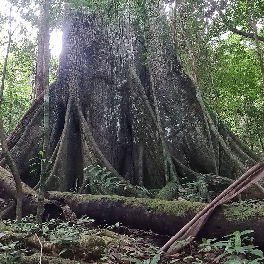 Samaúma Root