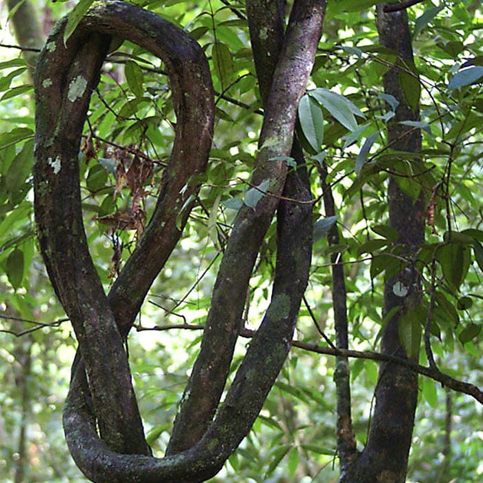 Cipó Cravo vine, also known as Clavo huasca or Clove vine.