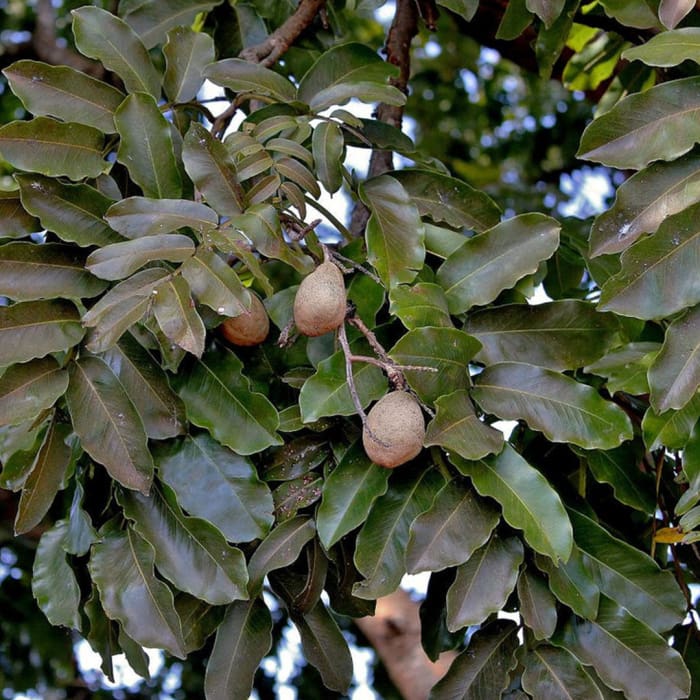 Herbs for making Katukina Six Herbs Hape Snuff