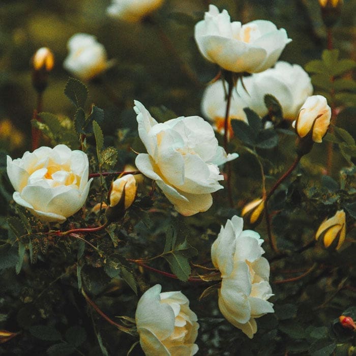 Nukini • Rosa Blanca Rapeh | Neu, Spirituell | Heilige Medizin | Vereinigte Staaten / 2