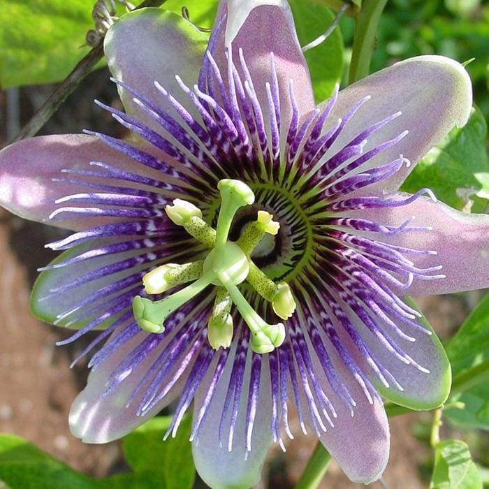 Special • Passiflora Rapeh | Healing | Sacred Medicine | United States / 2