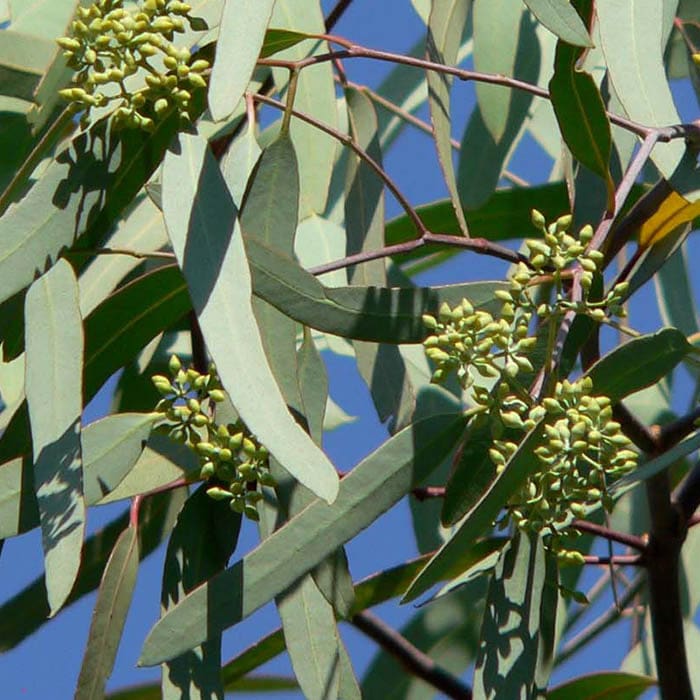 Yawanawá • Eucalyptus Rapeh | Healing | Sacred Medicine | United States / 4