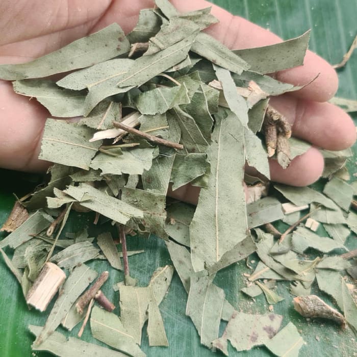 Yawanawá • Eucalyptus Rapeh | Healing | Sacred Medicine | United States / 2