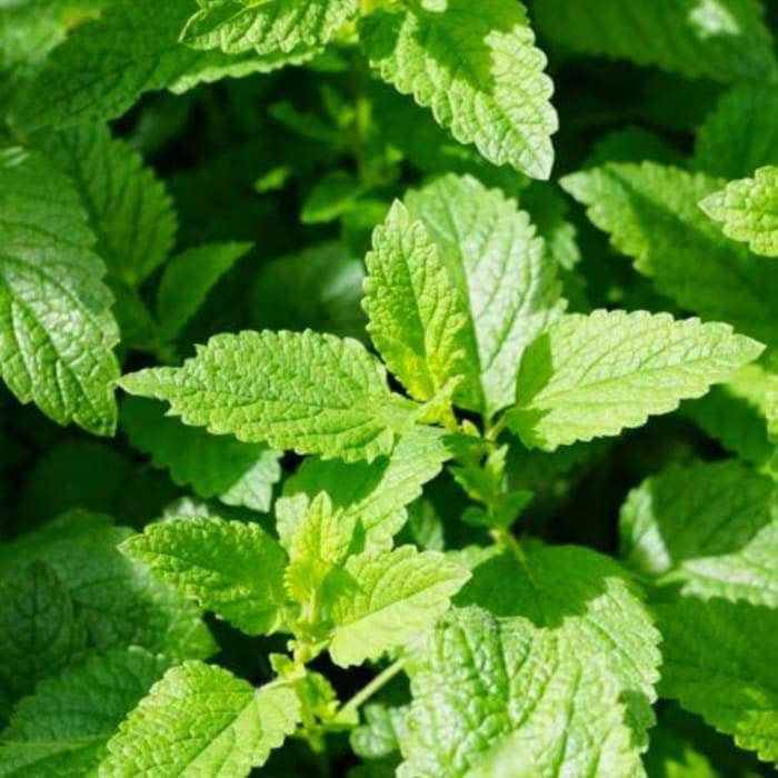 Yawanawá • Menta Rapeh | Healing | Sacred Medicine | United States / 2