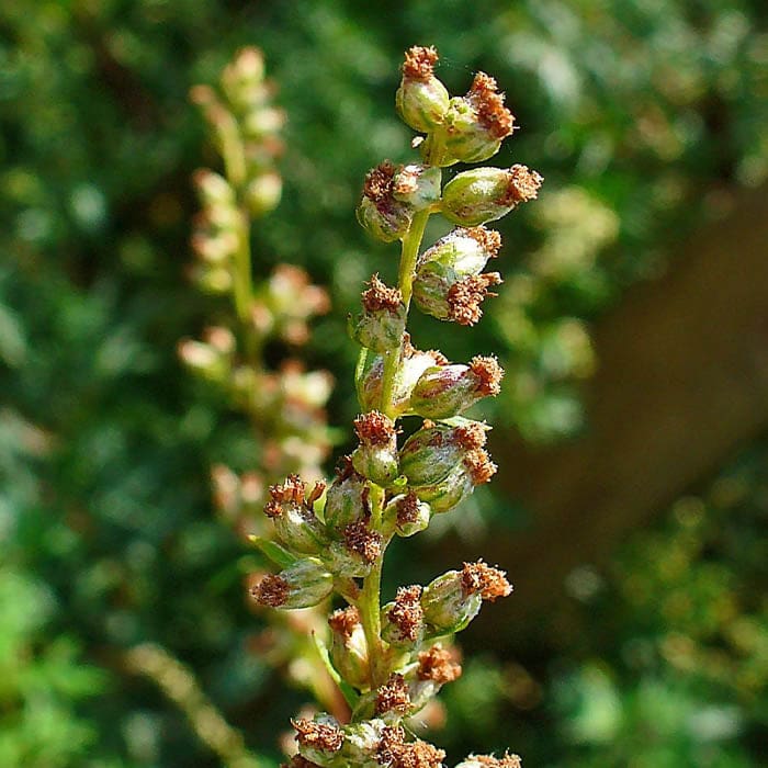 Yawanawá • Mugwort Rapeh | Healing | Sacred Medicine | United States / 2